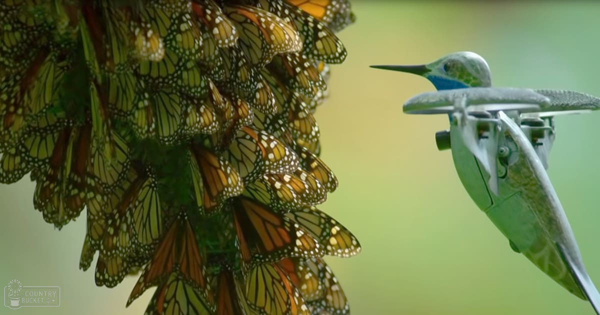Adult monarch butterflies with distinctive orange and black wings, accompanied by a green and white drone mimicking hummingbird appearance, set against an outdoor natural backdrop during daytime.