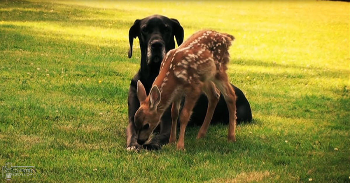 A Great Dane with a juvenile fawn deer in an open grassy field under bright sunlight, suggesting spring or summer.