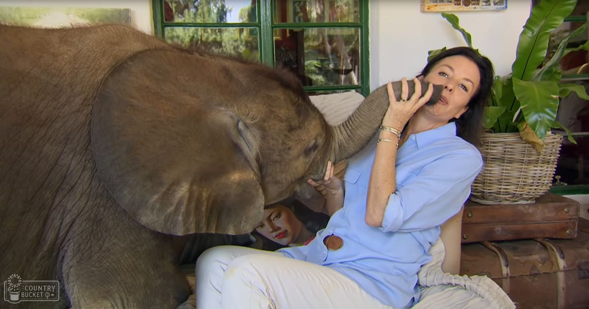 An adult female in a light blue button-up shirt and white pants interacts with an adult elephant indoors, surrounded by natural light, greenery, and home decor.