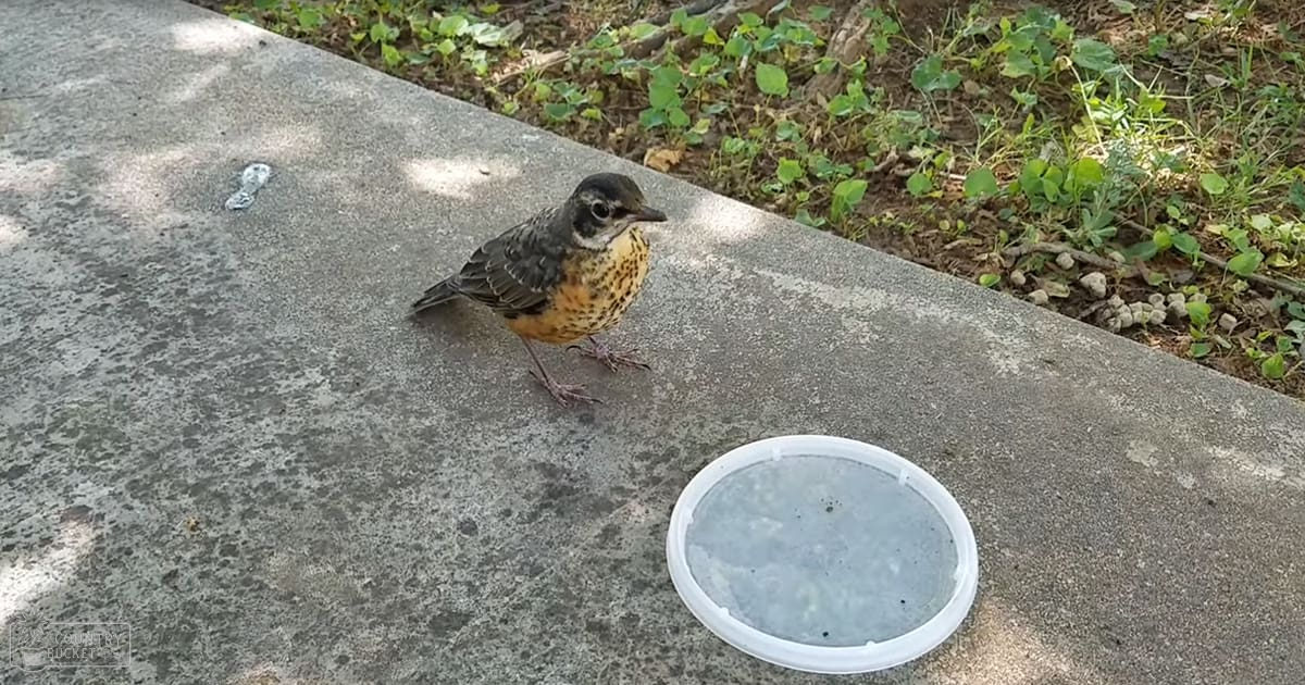 A young robin with brown and black plumage stands on a concrete pavement surrounded by grass and small plants; a clear plastic lid with residue is nearby.