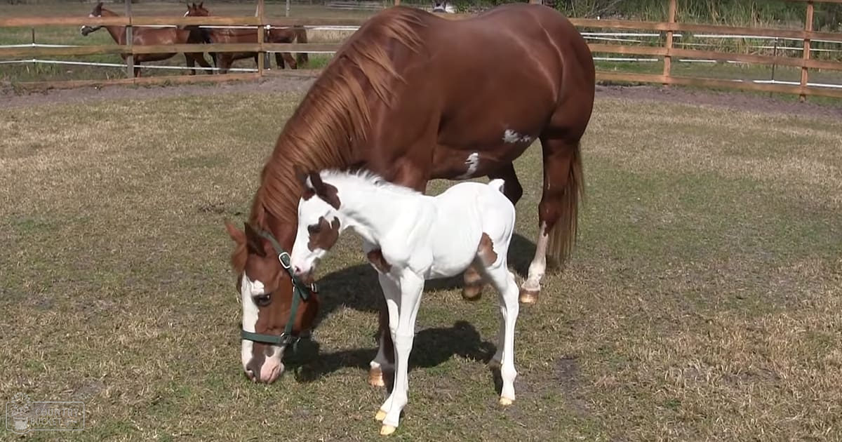 Two adult mares with a young foal in an outdoor paddock enclosed by wooden fencing, surrounded by dry patchy grass under natural daylight.
