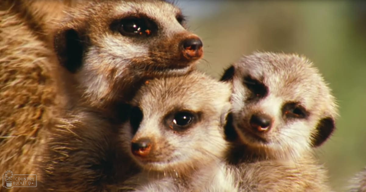 A group of juvenile common meerkats with distinctive black facial markings in a natural outdoor setting with greenery.