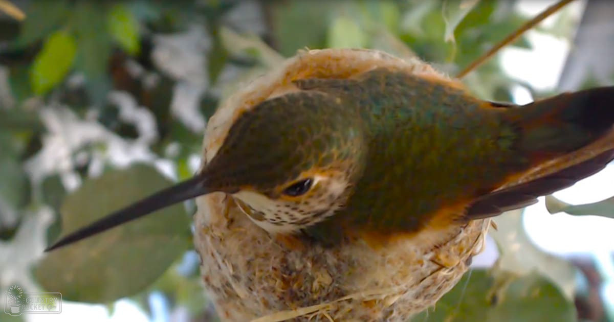 A speckled brown and green adult hummingbird perched on its nest amidst lush foliage, suggesting a spring or summer day under soft diffused lighting.