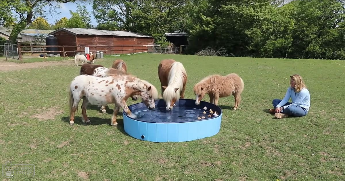 A group of ponies drinking from a blue water trough in a rural farm setting with red barns and green grass, under bright daylight.