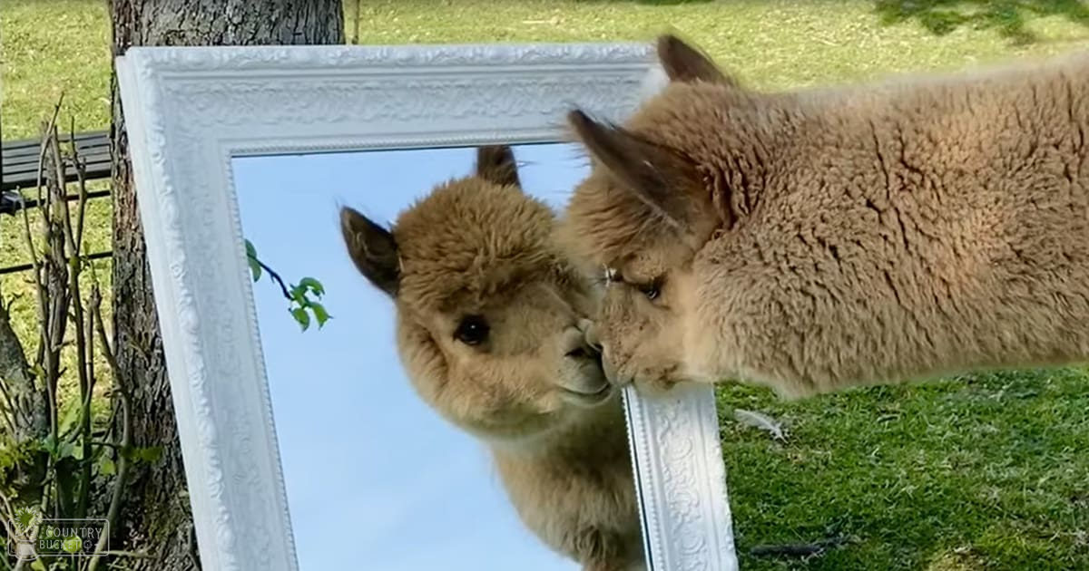 A llama with light brown fur stands outdoors in a grassy area, reflected in an ornate-framed mirror on a tree trunk.
