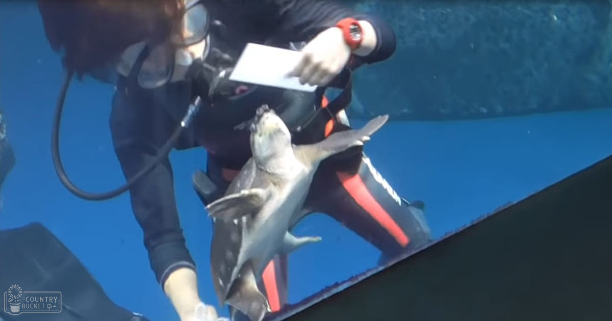 An adult male diver in a black wetsuit with red accents holds an adult shark by its dorsal fin underwater, set against clear blue water and what appears to be an aquarium wall.