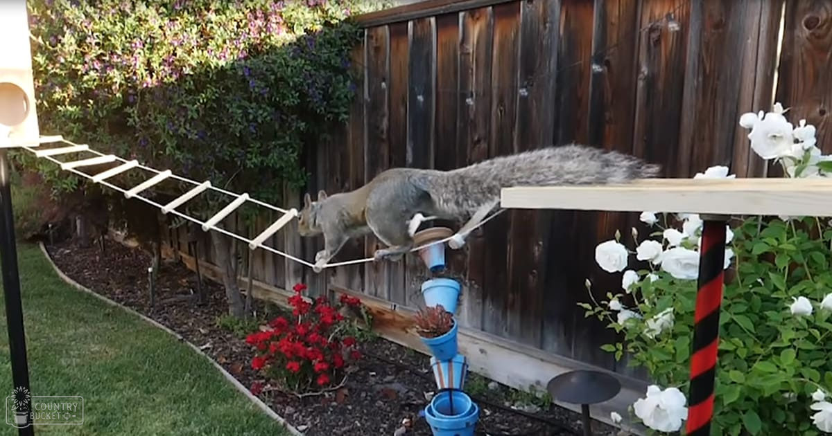 An adult squirrel with gray fur and white underbelly markings climbs a wooden ladder over blue buckets in a backyard filled with blooming flowers, green foliage, and a black-and-red striped pole on a sunny day.