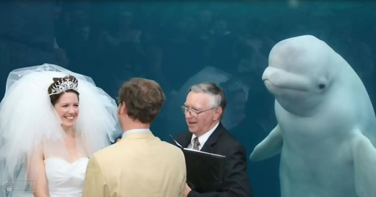A wedding ceremony at an aquarium with a bride in a white strapless gown, a groom in a light-colored suit, and an officiant holding a notebook. A beluga whale is present in the background.