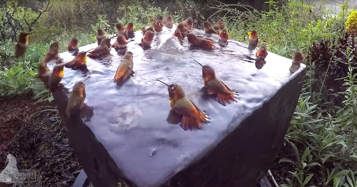 Adult hummingbirds with vibrant orange and iridescent green feathers gathered around a rectangular water feature in an outdoor garden setting during spring or summer, diffused daylight