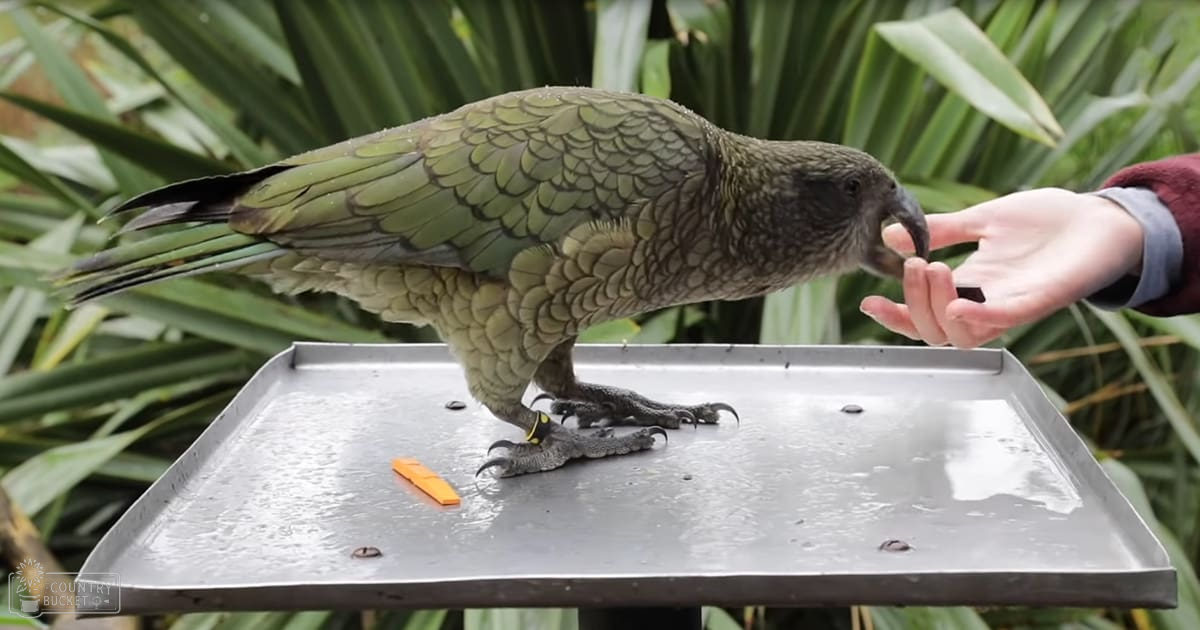A kea parrot with greenish-brown feathers stands outdoors amidst lush vegetation in a natural setting.