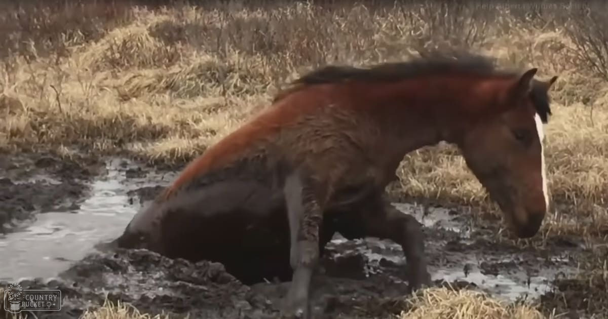 A reddish-brown horse with white face markings stands amidst a natural outdoor setting of dry grass and patches of water.