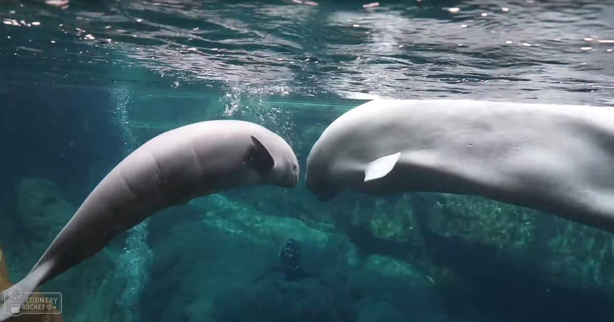 Two adult dugongs with light gray coloration and darker markings swim underwater in a clear blue aquarium setting surrounded by rocky structures.