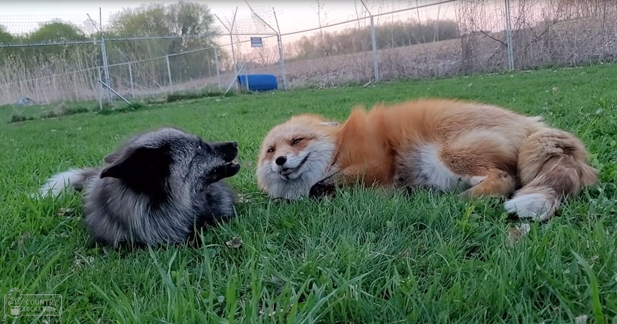 A red fox with reddish-orange fur and white underbelly stands alongside a medium-sized gray dog with black markings on its face and ears, enclosed by a chain-link fence in an outdoor setting with grassy terrain, trees, bushes, and soft lighting suggesting late afternoon or early evening. The season appears to be spring or summer.