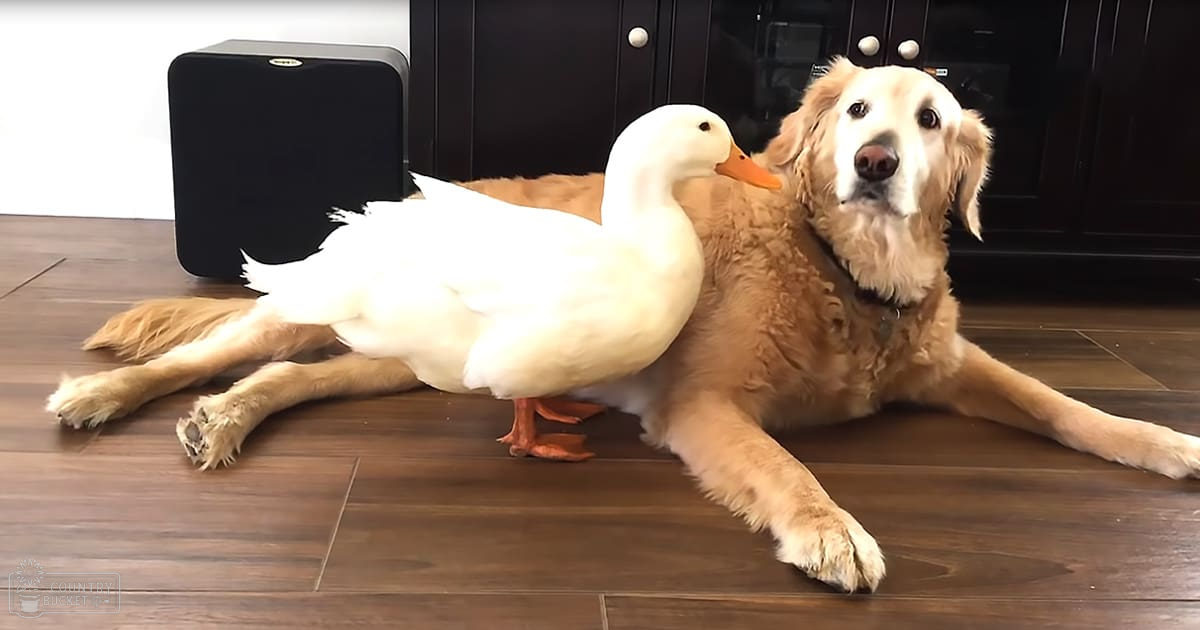 A golden retriever with a white duck resting on its back, indoors.