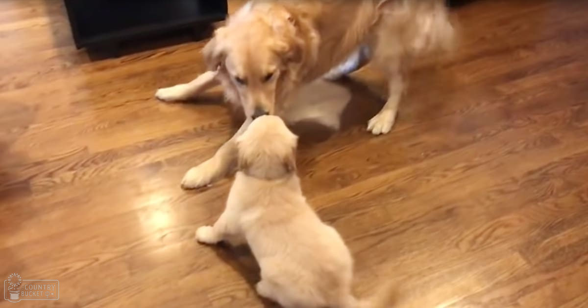 A golden retriever adult and a smaller white puppy indoors, interacting on a wood-laminate floor with partial furniture in the background.