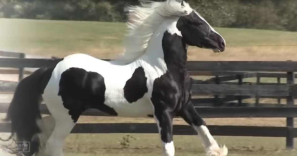 A Paint Horse with distinct black and white coat markings stands in a grassy paddock enclosed by a wooden fence under bright daylight, suggesting spring or summer.