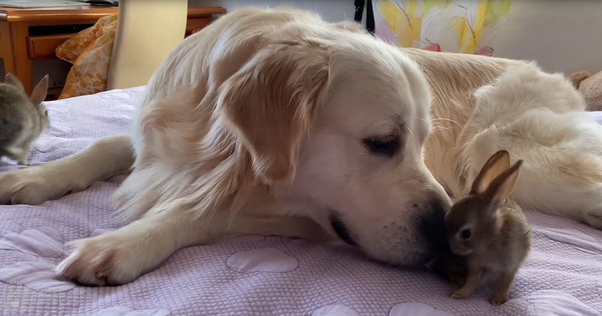 A Golden Retriever and a small brown rabbit in an indoor home setting with pink quilted cover, yellow pillow, wooden desk, white wall.