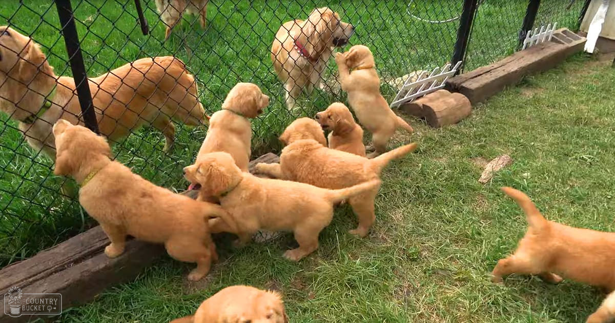 Golden retriever puppies play in a sunny outdoor enclosure with wooden logs and rocks amidst lush greenery.