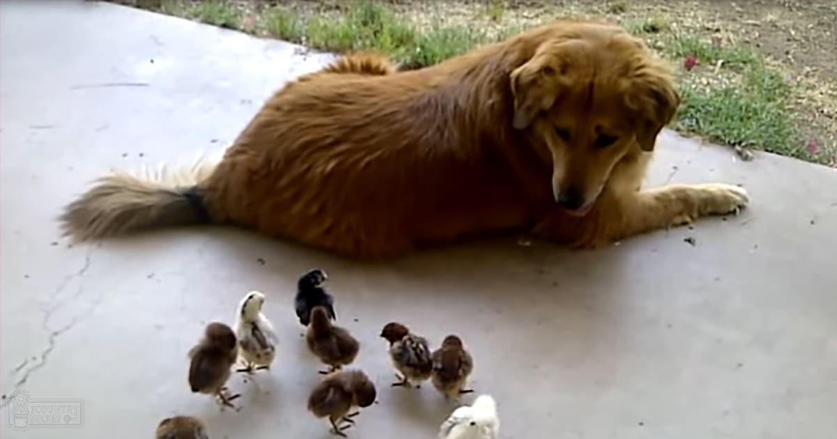 A golden retriever lies with chicks on a concrete surface, surrounded by grass under daylight.