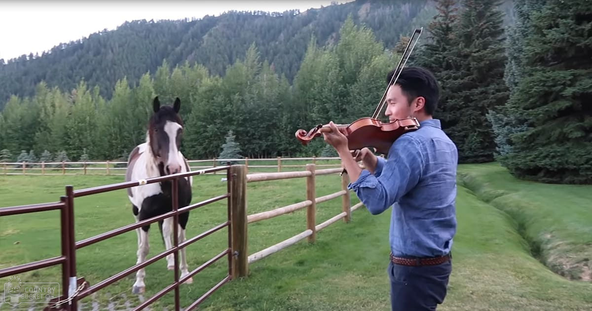 A young adult male plays violin in a lush green outdoor rural setting with a Pinto or Paint horse, separated by a wooden fence; summer or early fall day.