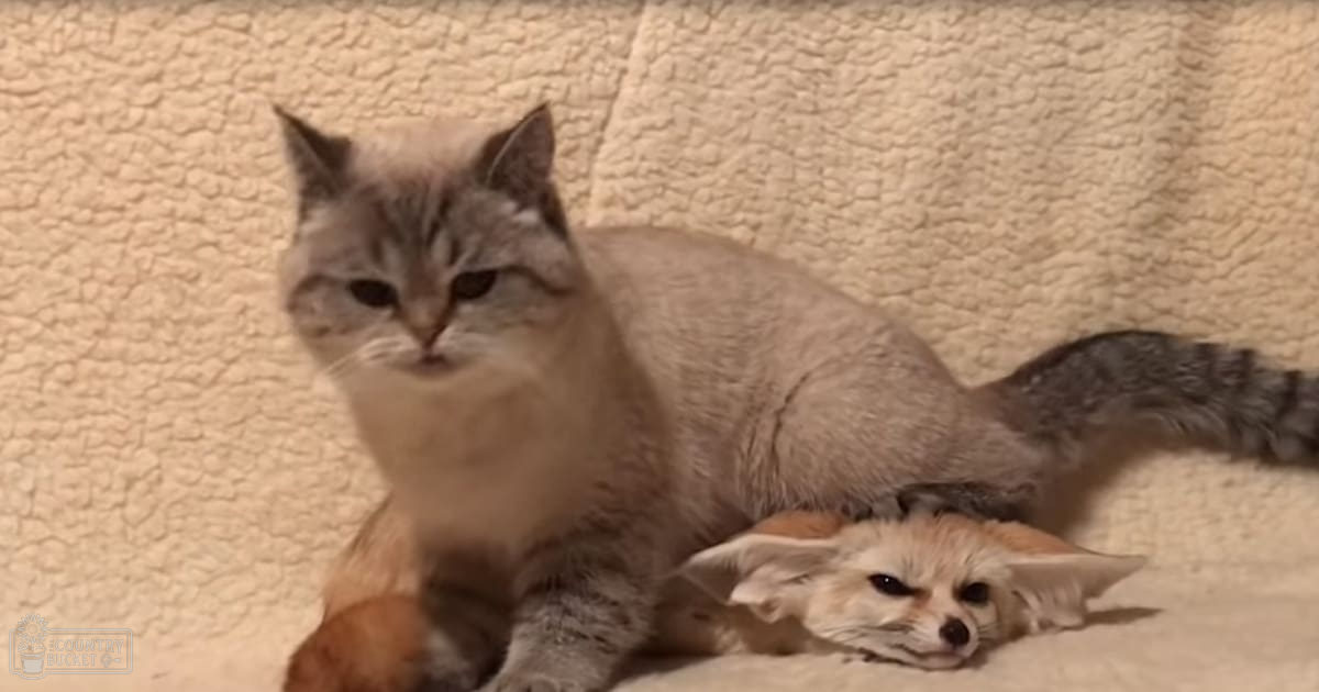 An adult with gray fur and black markings cat resting next to a light brown fennec fox on an indoor textured surface.
