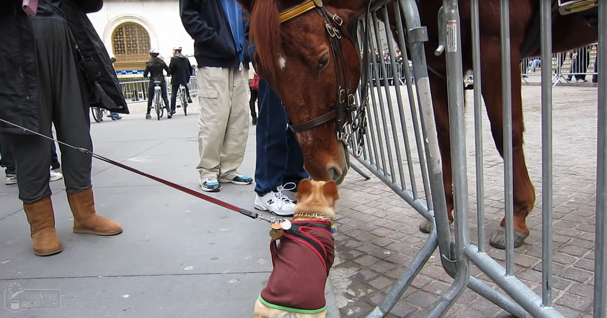 Small Corgi mix dog wearing a maroon harness with red trim and green accents interacting with a brown horse in an urban setting, with people walking or standing around.