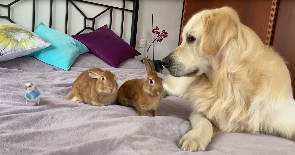 A golden retriever interacts with rabbits in a cozy bedroom, with colorful pillows and a sunflower design.