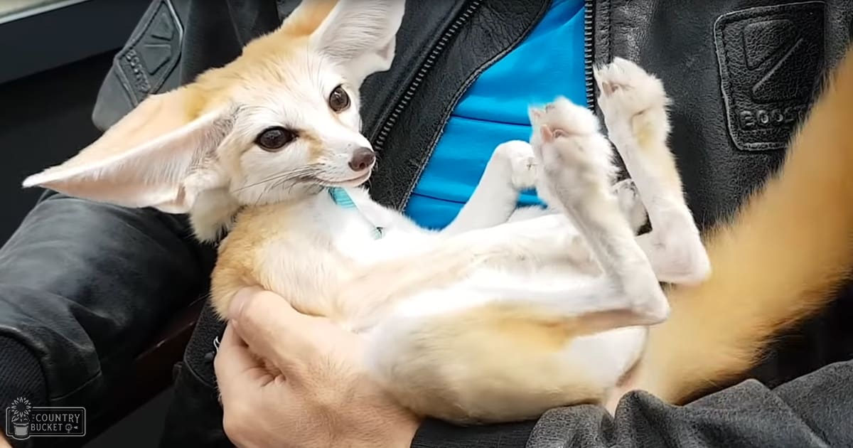 A Fennec fox with light brown and white fur, held by an adult male wearing a black leather jacket indoors.