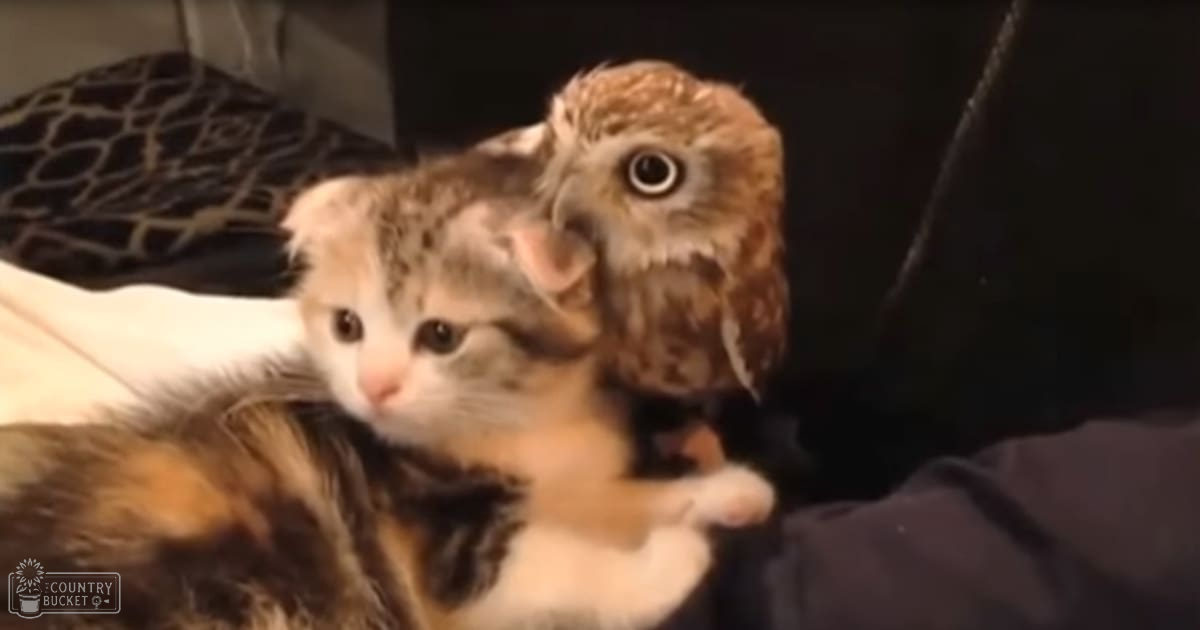 A tabby kitten with an owl perched on its back, likely indoors at evening or night.