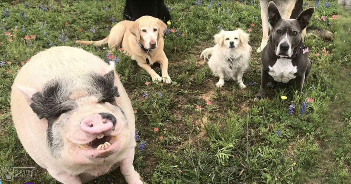A pig with white and black markings stands in an outdoor grassy area surrounded by wildflowers during spring or summer, with a light brown dog lying down, a small white fluffy dog sitting upright, and a gray and white dog standing nearby.