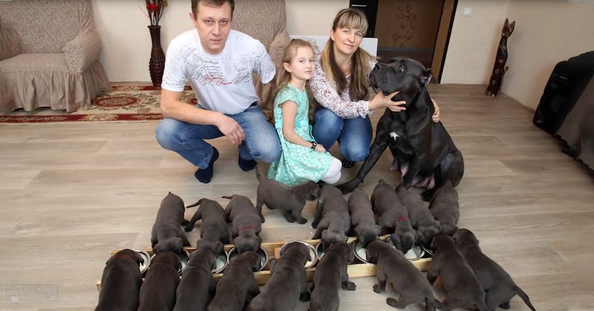 A family with pets in a cozy home setting with a large Cane Corso and puppies. The scene includes a wooden floor, beige armchair, decorative vase, patterned rug, black speaker, and light daytime lighting.