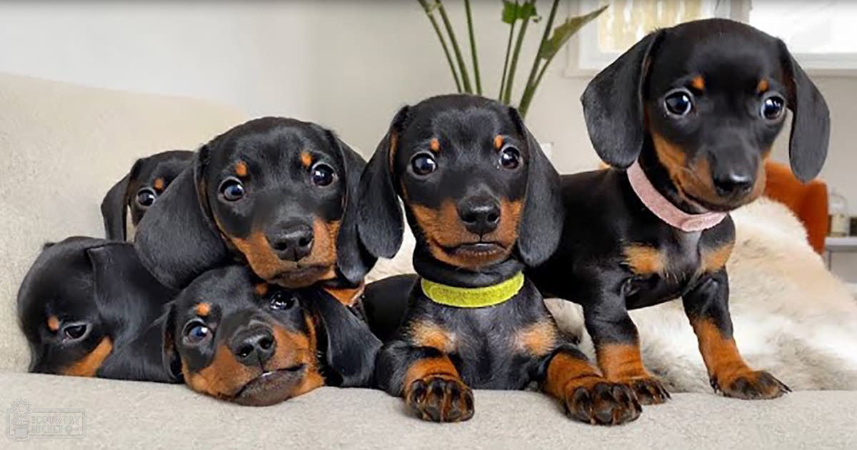 A group of Smooth-haired Dachshund puppies with black and tan markings indoors, partially seen behind a light-colored sofa.