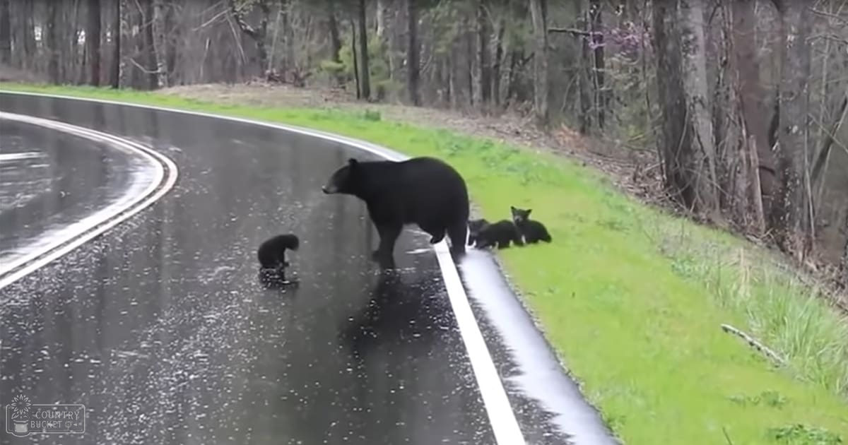 A black bear with three cubs in a forested area near a wet road, suggesting recent rain under natural light.