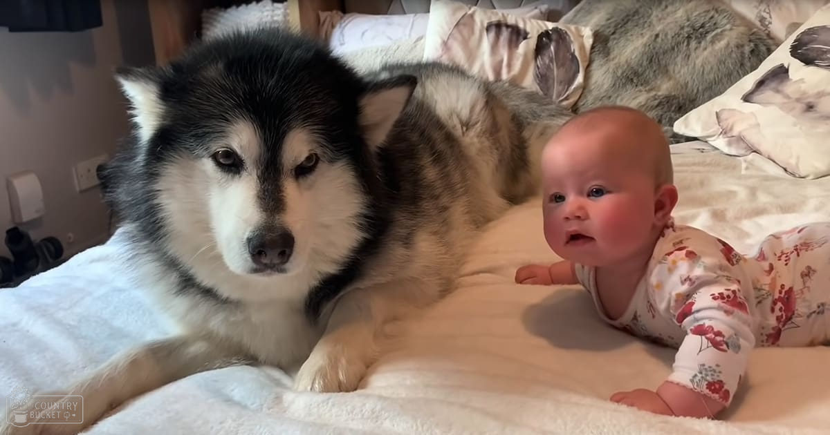 A baby in a white floral onesie lies next to an adult Alaskan Malamute dog on a bed with cream-colored feather-patterned linens, suggesting daytime indoor setting.