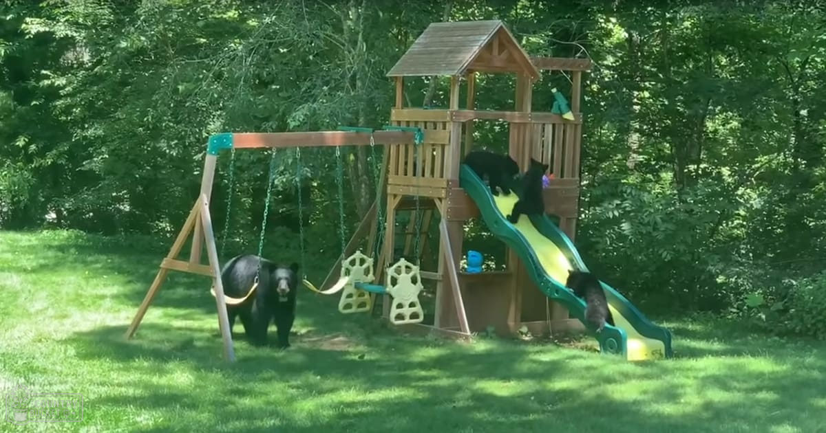 Juvenile black bears in a lush green backyard with wooden playset, bright sunlight indicating spring or summer day.