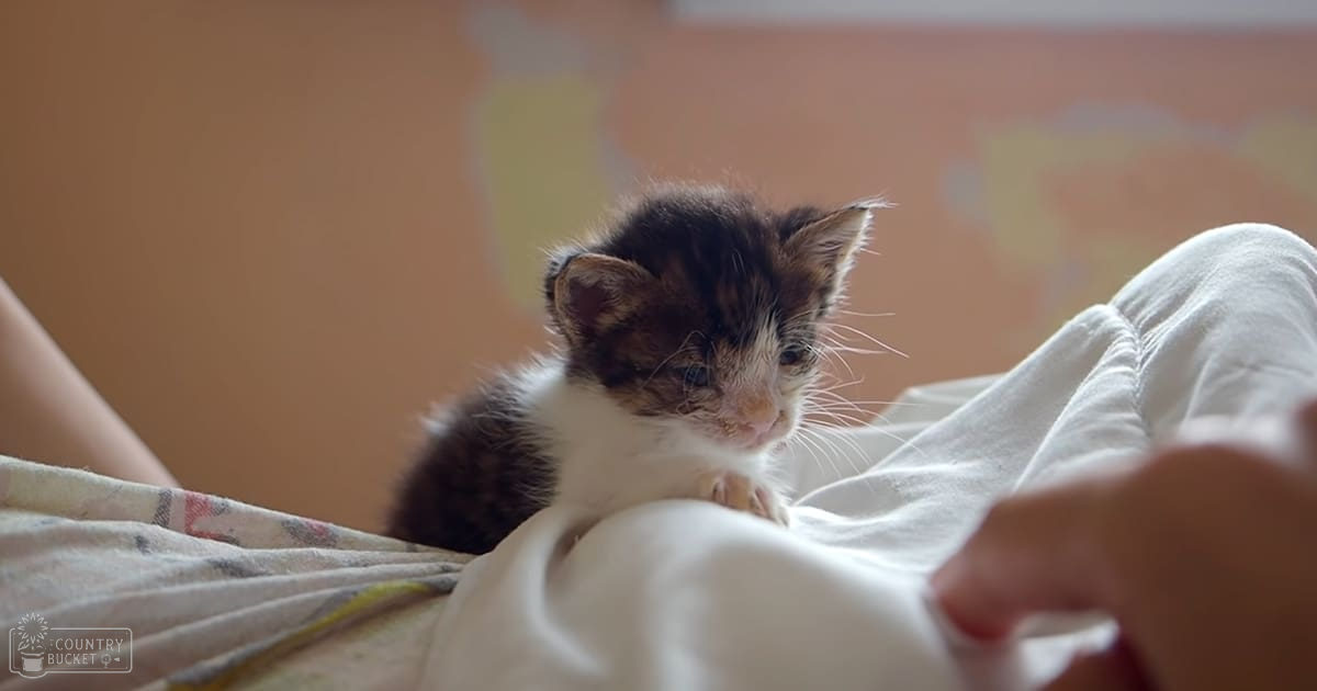 A calico or tortoiseshell kitten with black, white, and orange patches sits indoors by a wall with an orange/brown tone. Soft, warm light suggests daytime.