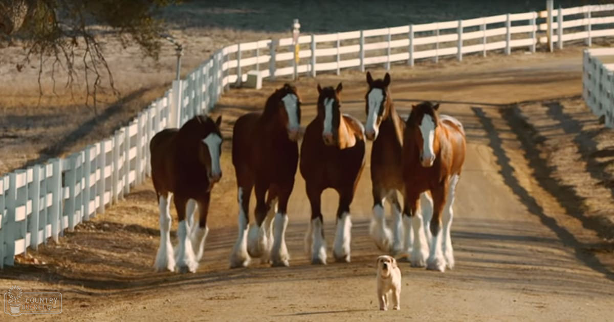 Four Clydesdale horses with light tan dog in an outdoor rural setting, early morning or late afternoon shadows cast by animals and white picket fences.
