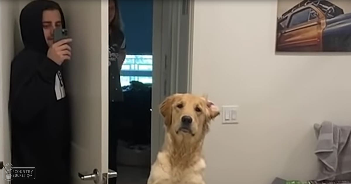 An adult male Golden Retriever stands indoors, light golden-brown fur, near a wall-mounted light switch and framed orange and black design. Daytime indoor setting with gray striped blanket visible.