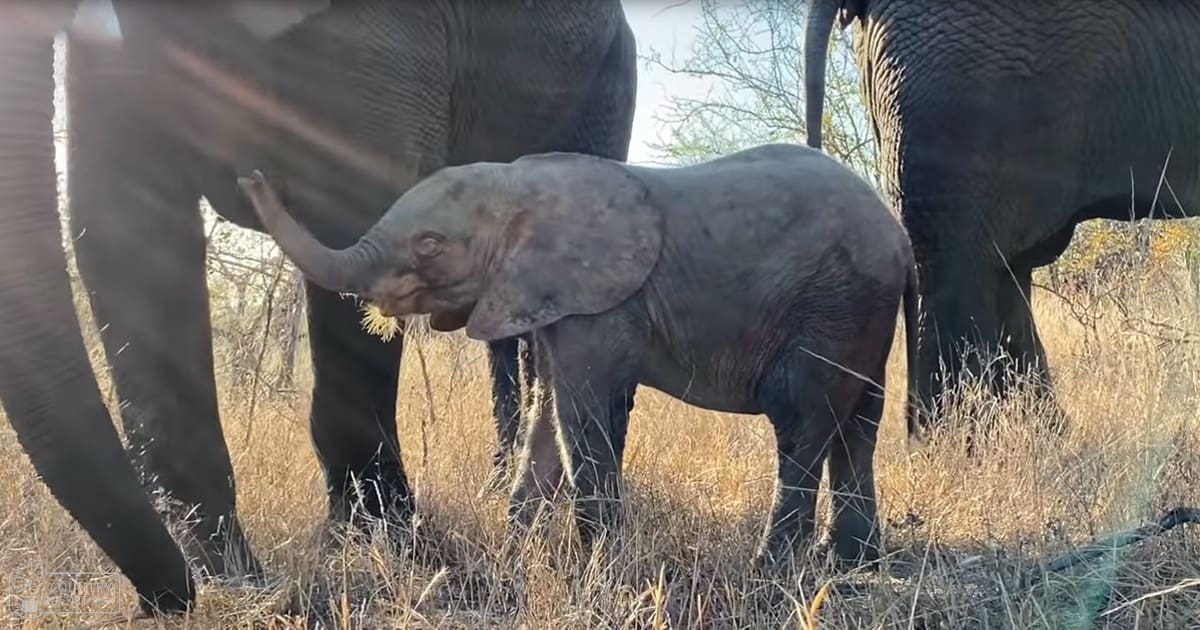 A juvenile baby elephant with a grayish-brown coat stands in a grassy savanna or grassland setting, surrounded by adult elephants. The dry vegetation and sparse trees suggest it's late summer/early fall, with mid-morning to early afternoon sunlight casting shadows.