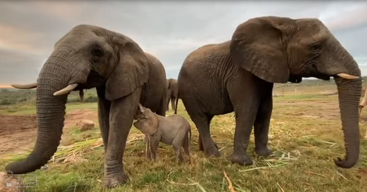 African elephants in an open field under a cloudy sky during late summer or early autumn.