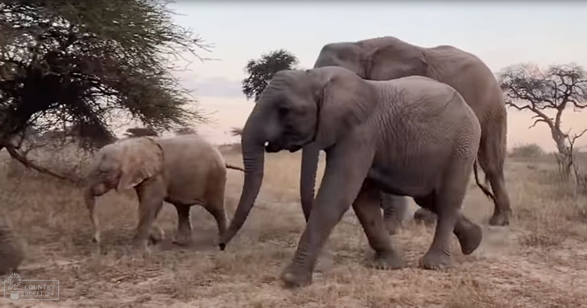 African elephants, adult and juvenile, walking across a savanna with dry grass and scattered trees in soft evening light.