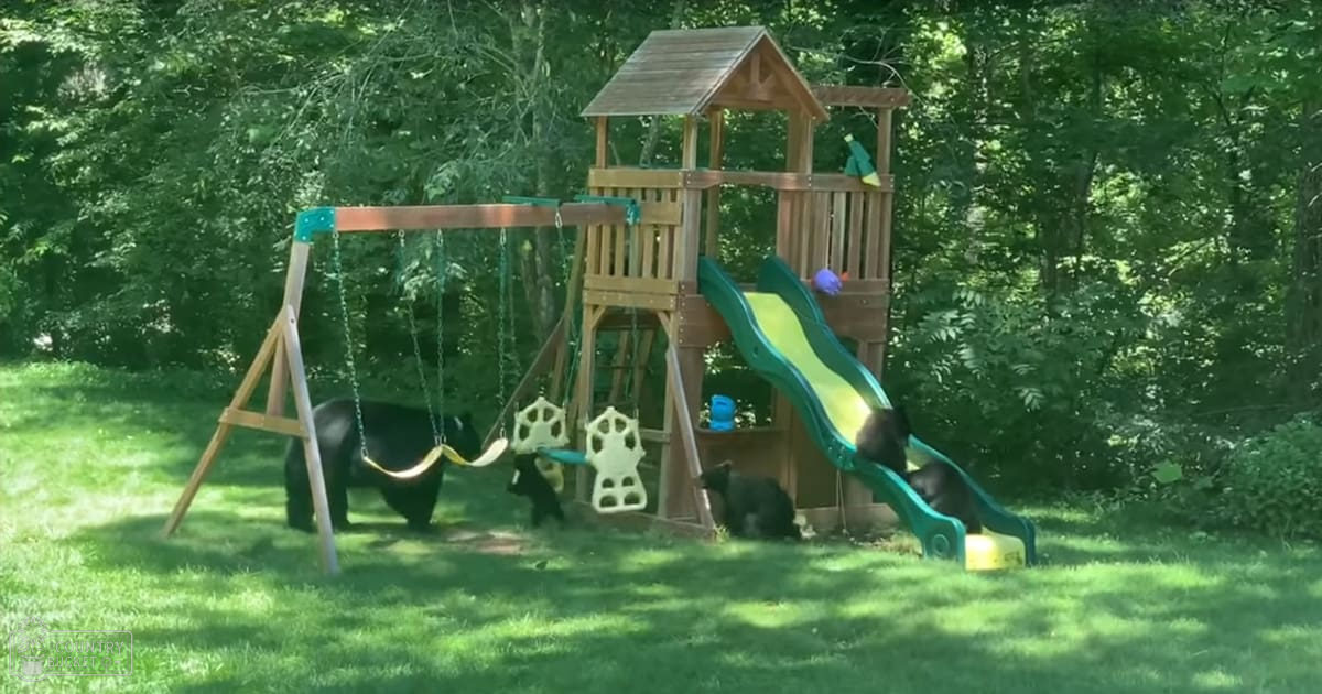 Three adult-sized black bears in a backyard with a wooden playset with green slides and white climbing structures, surrounded by lush greenery indicating daytime.