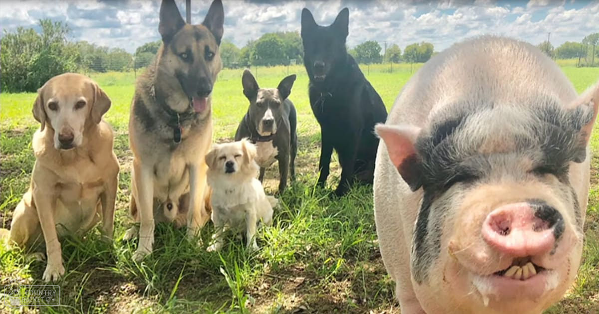 Various dogs including a Labrador Retriever and German Shepherd in an outdoor grassy area with trees and a pig, likely spring or summer day under bright daylight.