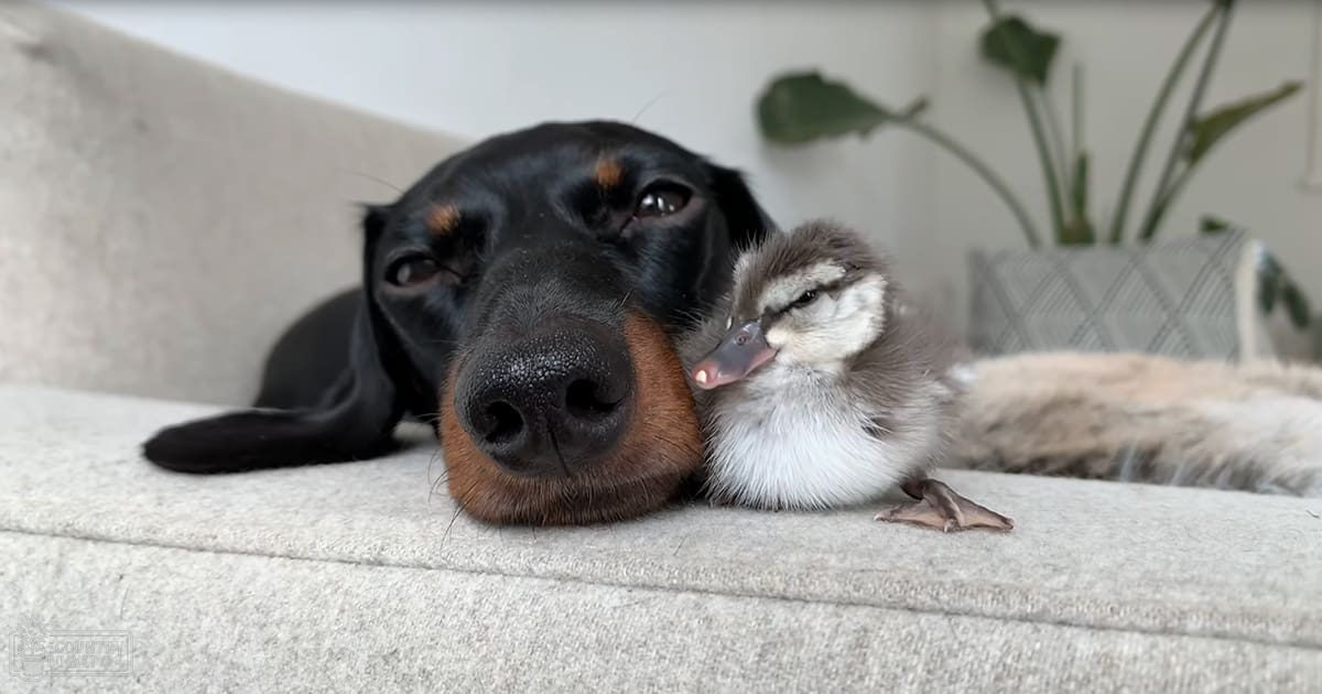 A black and tan dachshund puppy with a white chest, accompanied by a small gray and white duckling on a light-colored cushioned surface in an indoor setting.