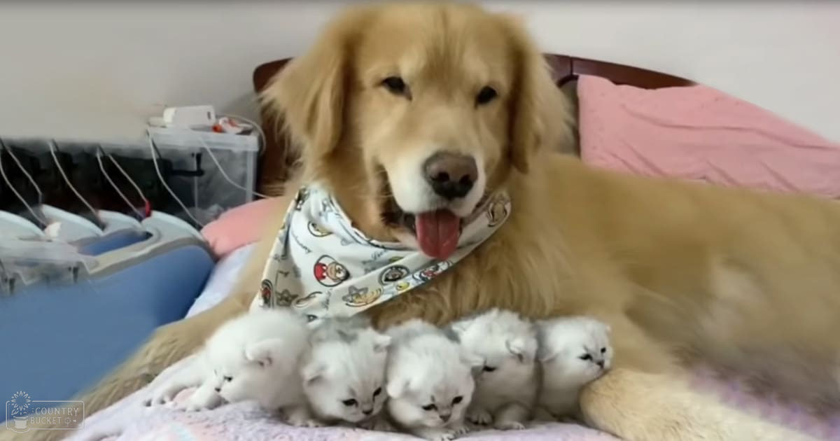 A golden retriever with six white kittens indoors, near a pink blanket.