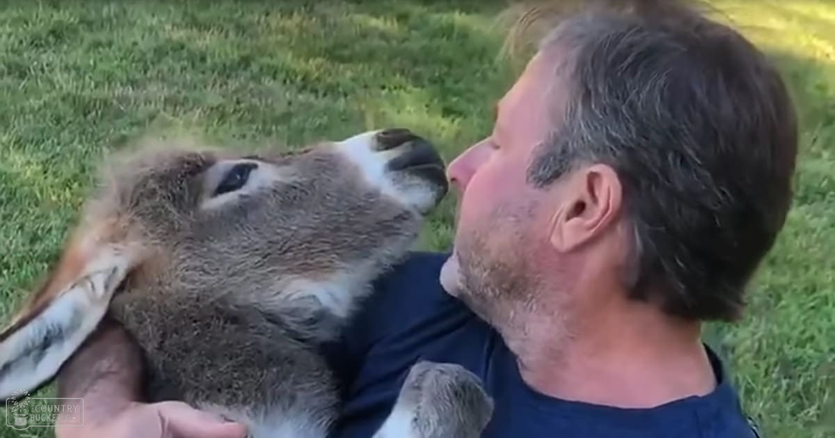 Middle-aged adult male interacts with a juvenile light brown deer with white markings in an outdoor grassy spring or summer setting with natural daylight.