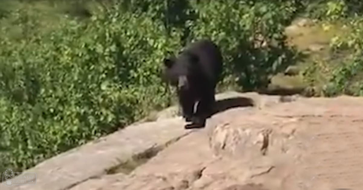 A black bear in a natural outdoor setting with rocky terrain and lush greenery.