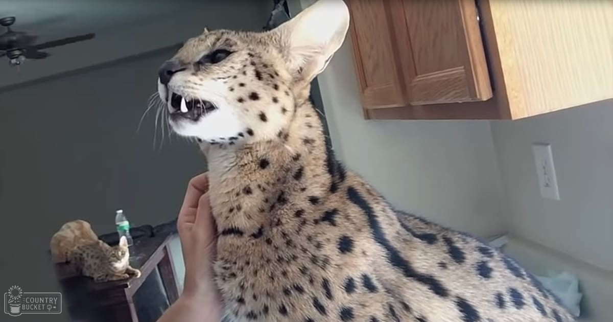 A serval cat with distinctive spotted markings sits indoors in a home setting.