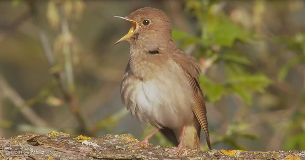 A nightingale with brownish plumage and a white underside in an outdoor setting with leafy greenery, suggesting spring or summer.