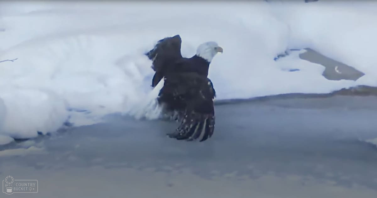 A bald eagle spreads its wings wide as it takes off or lands on a snow-covered ground in an outdoor winter environment with overcast light.